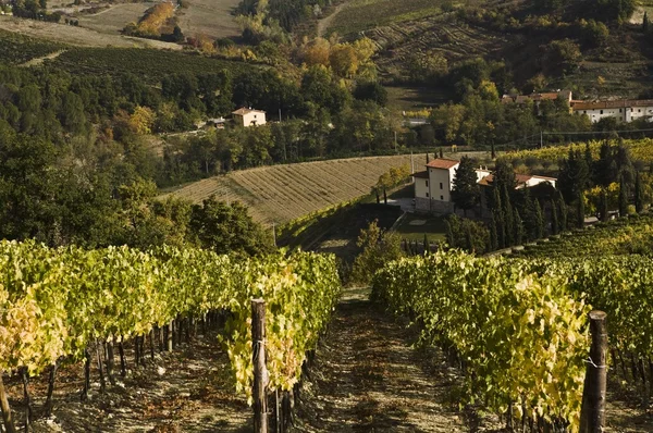 Viñedo, Greti, Italia — Foto de Stock