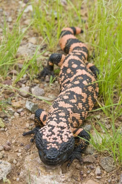 Sonoron Desert, Arizona, USA. Un mostro di Gila (Heloderma Suspectum) che striscia attraverso il pavimento del deserto — Foto Stock