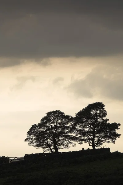 木のシルエット、ダービーシャー、イングランド — ストック写真