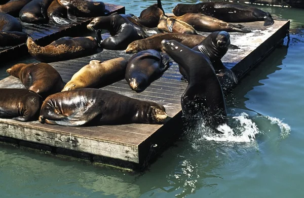 Seals pier 39, san francisco, ABD — Stok fotoğraf