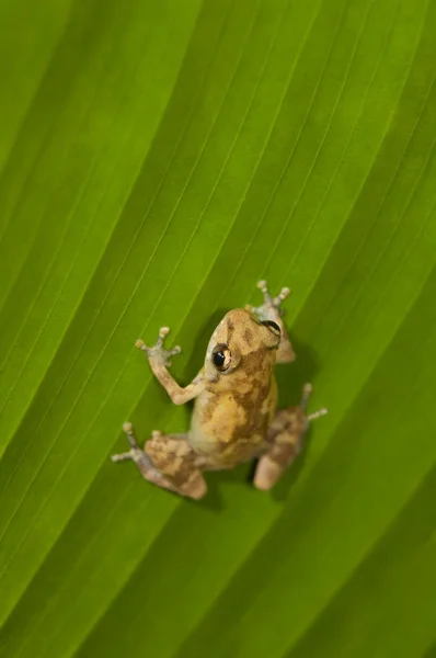 Dink żaba (eleutherodactylus diastema) na liściu — Zdjęcie stockowe