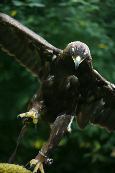 Águia dourada (Aquila chrysaetos) — Fotografia de Stock