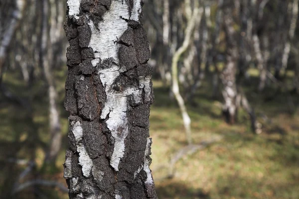 Silver björkar — Stockfoto