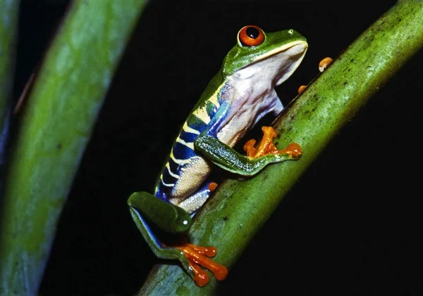 Ярко окрашенная красноглазая древесная лягушка (Agalychnis Callidryas ) — стоковое фото