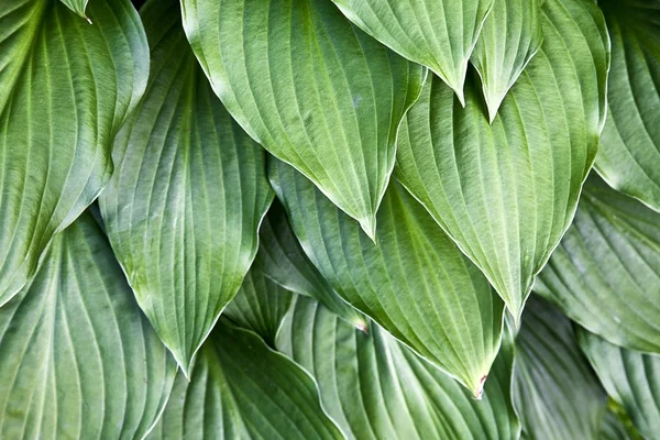 Hosta Leaves — Stock Photo, Image