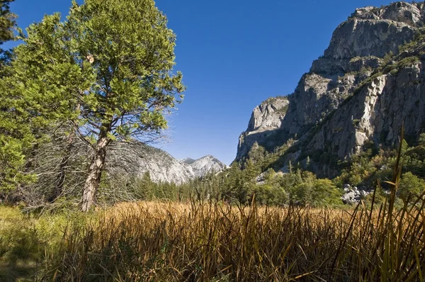 Scena w Parku Narodowego kings canyon — Zdjęcie stockowe