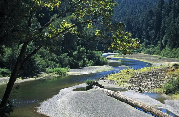 Eureka, California, EE.UU. Río serpenteando a través de un bosque de secuoyas —  Fotos de Stock