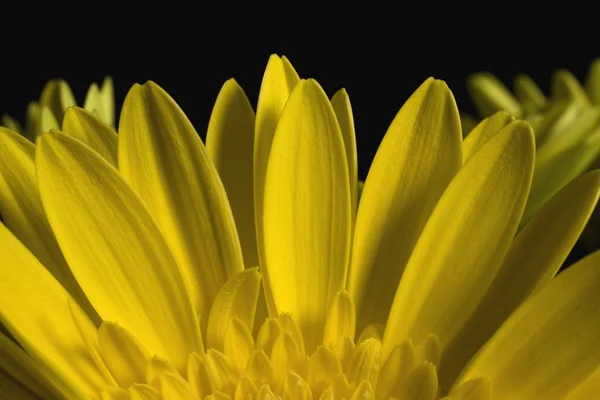 Žlutá gerbera — Stock fotografie