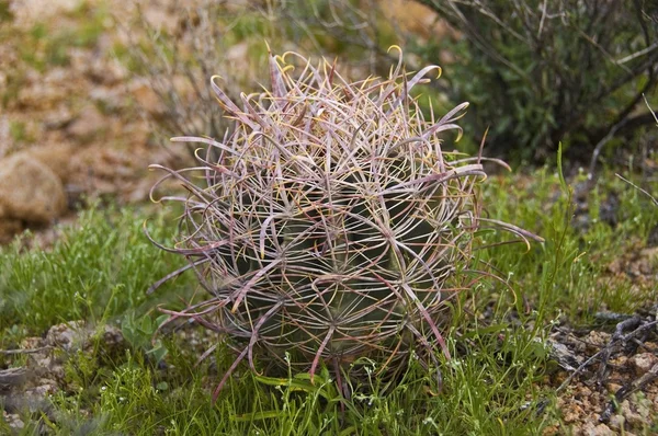 Cactus de barril — Foto de Stock