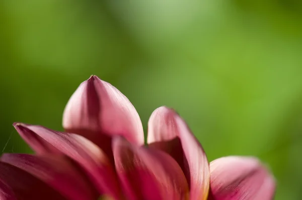 Petali di fiori — Foto Stock