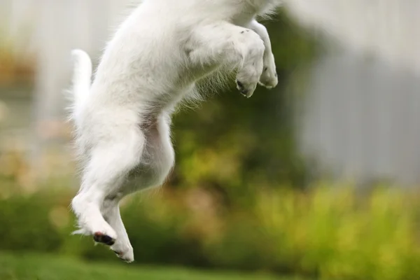 犬がジャンプします。 — ストック写真