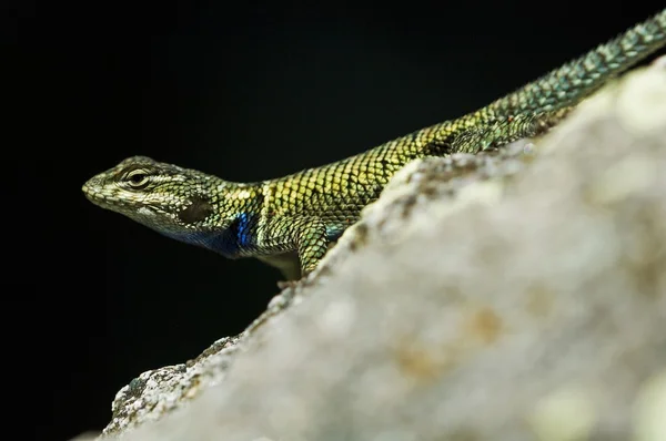 Ostnaté ještěrka (sceloporus) — Stock fotografie