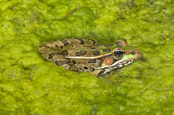 Ein rio grande leopardenfrosch auf einem bett aus algen — Stockfoto