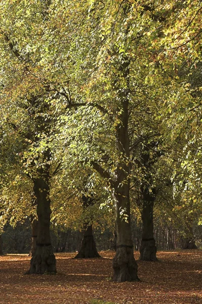 Clumber Park, Sherwood, Nottingham, Inglaterra — Foto de Stock