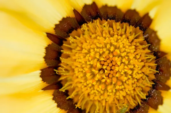 Närbild av blomma — Stockfoto