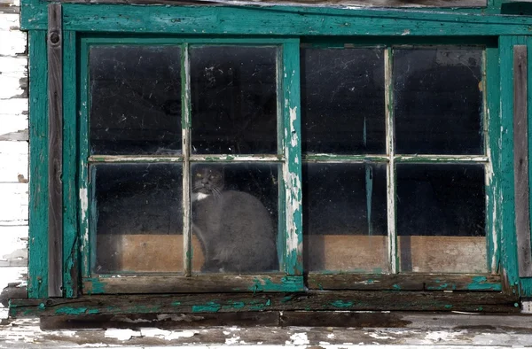 Katze schaut aus dem Fenster eines verwitterten Landhauses — Stockfoto