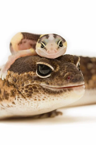 Geckos Africano de cauda gorda — Fotografia de Stock