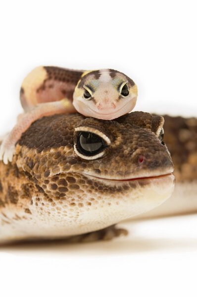 African Fat-Tailed Geckos