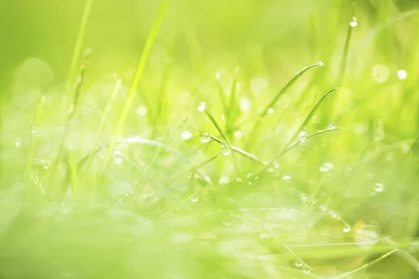 Dew On Grass — Stock Photo, Image