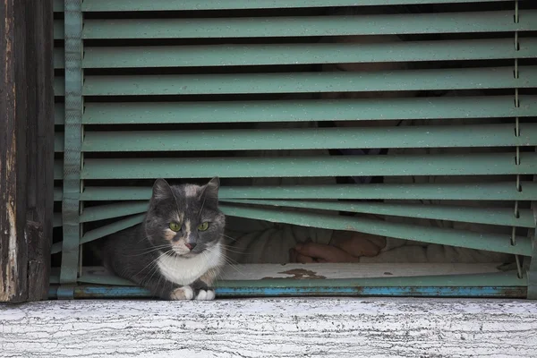 Γάτα στη στρωματοειδή φλέβα παραθύρων στη Βενετία, Ιταλία — Φωτογραφία Αρχείου