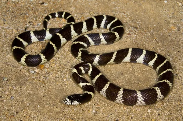 California Kingsnake — Stok fotoğraf