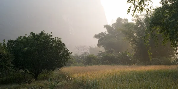 Campo de arroz, China — Fotografia de Stock