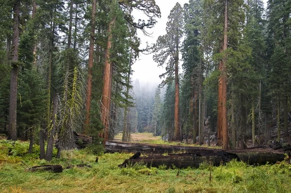 Nationaal park Sequoia — Stockfoto