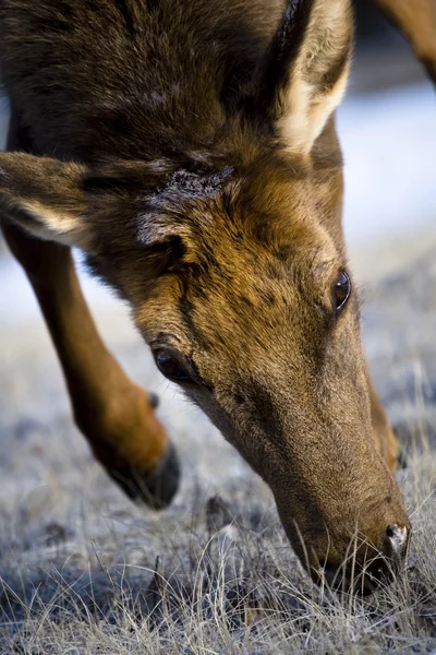 Elk (Cervus Canadensis) — Stock fotografie