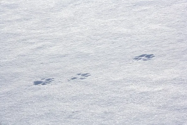 Wolf Tracks In The Snow — Stock Photo, Image