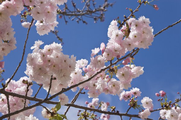 Almond Blossom, Ronda, Andalusia, Spain