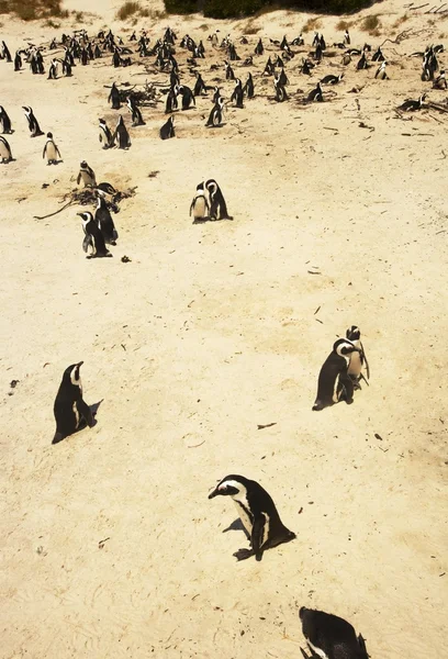 Pingüinos en una playa —  Fotos de Stock