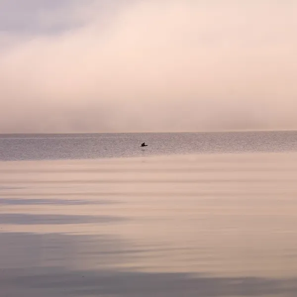 Lake of woods, ontario, Kanada. hala göl üzerinde uçan kuş — Stok fotoğraf