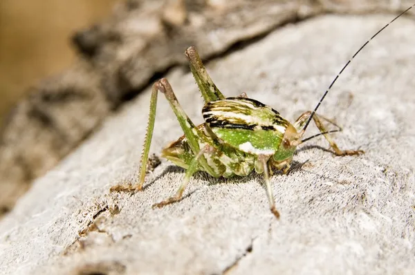 Een schild-backed sabelsprinkhaan (neduba ovata) kruipen over een joshua tree — Stockfoto