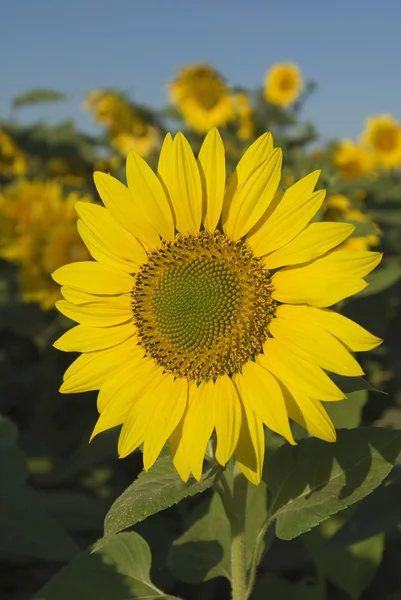 Sonnenblume — Stockfoto