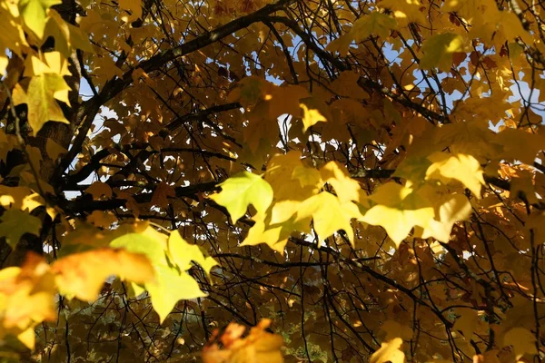 在秋天的树叶 — 图库照片