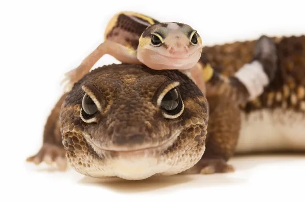 Geckos de cola gorda africanos — Foto de Stock