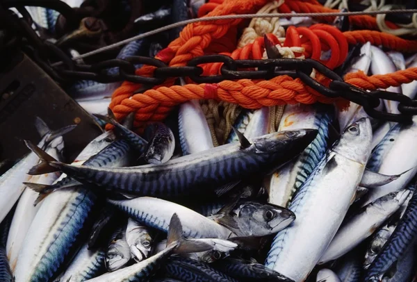 Скумбрія. спійманої риби — стокове фото