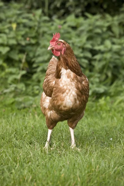 Hahn auf dem Gras — Stockfoto