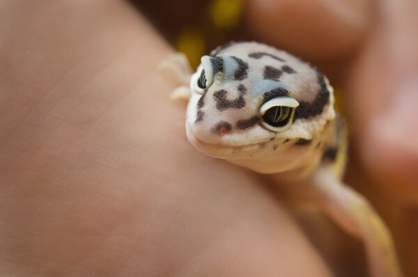 Baby Leopard Gecko