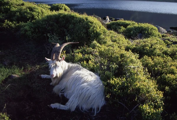 Irlandzki przyrody, kozy, — Zdjęcie stockowe