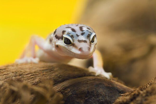 Baby Leopard Gecko