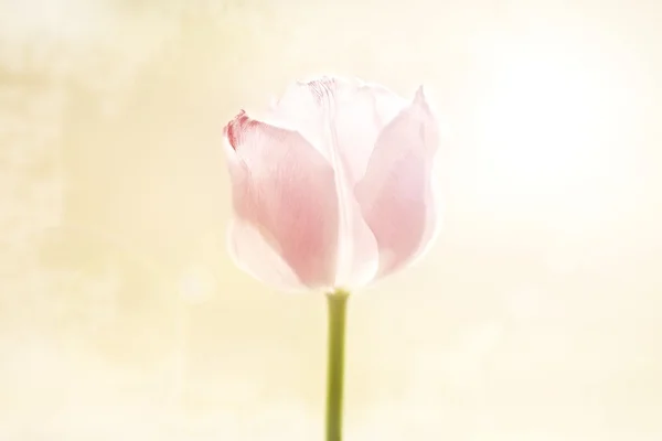 Pink Tulip — Stock Photo, Image