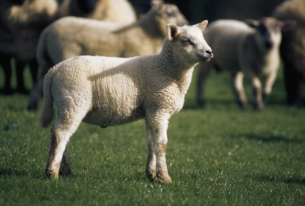Veehouderij, schapen — Stockfoto