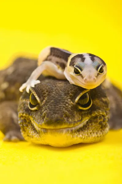 Baby African Fat-Tailed Gecko Lying On Top Of Its Parent — Stock Photo, Image