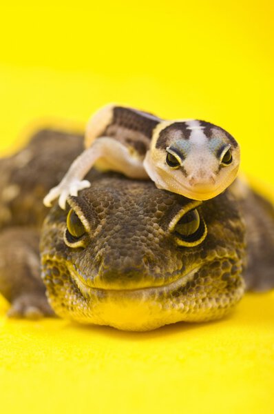 Baby African Fat-Tailed Gecko Lying On Top Of Its Parent