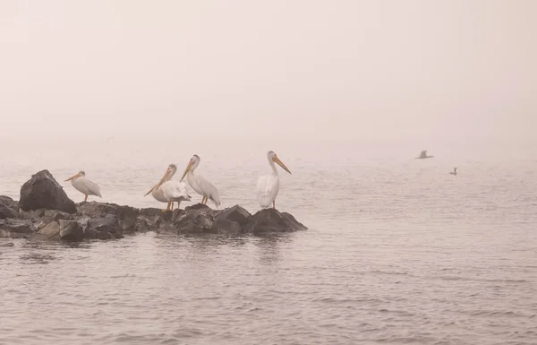 Lake Of The Woods, Ontario, Canadá. Aves marinas posadas en rocas —  Fotos de Stock