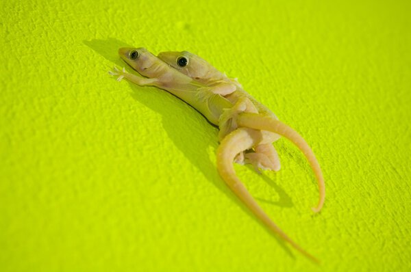 Two Indo-Pacific Geckos(Hemidactylus Garnotii) Mating