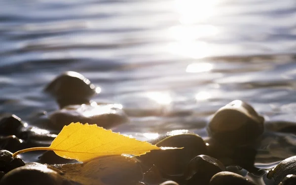 Een Herfstblad op rotsen in water — Stockfoto