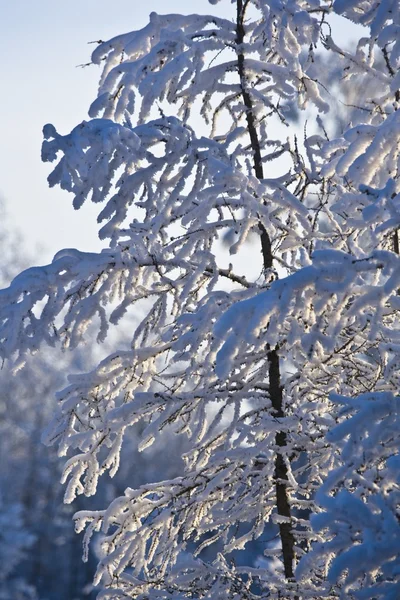 Arbre couvert de neige — Photo