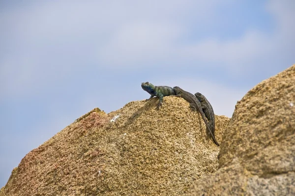 Granite Spiny Lizard And A Great Basin Fence Lizard Basking On A Granite Boulder — Stock Photo, Image